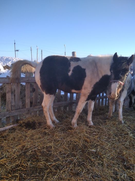 Продам кобылу трёхлетку