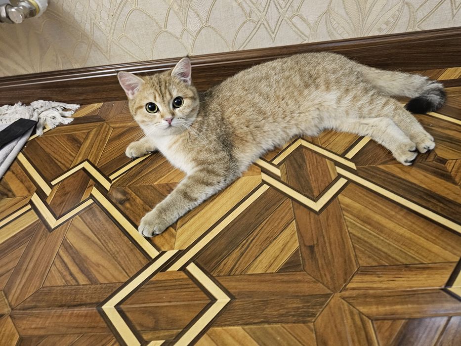 Пара 9 месяцев британский шиншилла