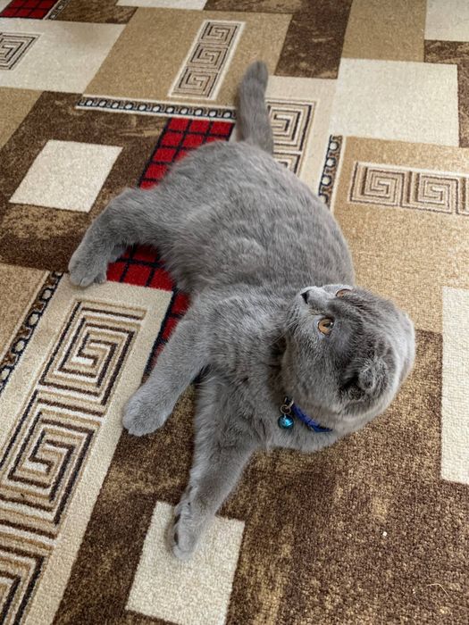 Mushum bolasi Scottish Fold arginal 3 oyli toza srochna