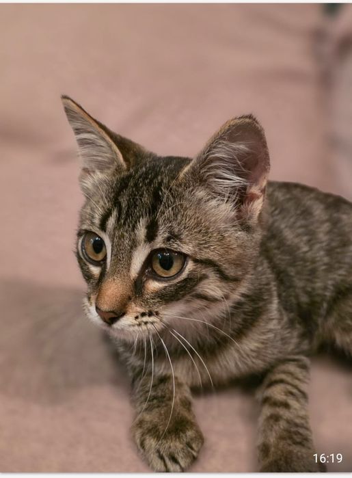 Котёнок срочно ищет дом!!!
