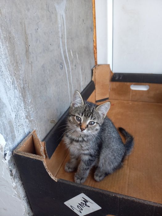 Маленькие котята 1 месяц