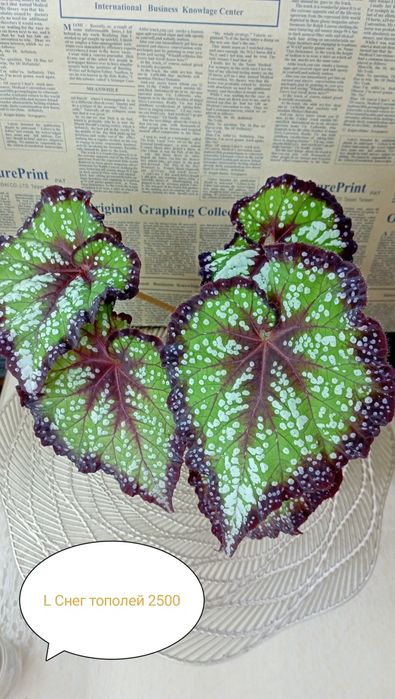 Продам Бегонии декоративнолиственные