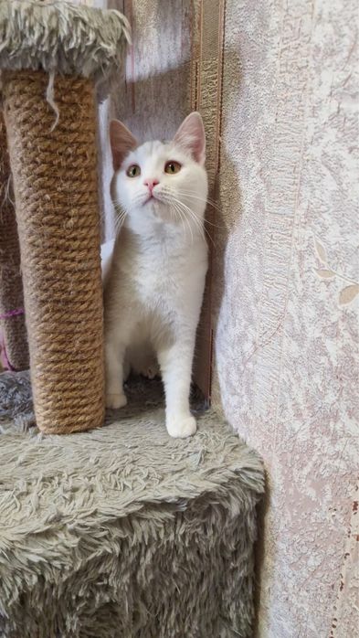 Котенок в добрые руки