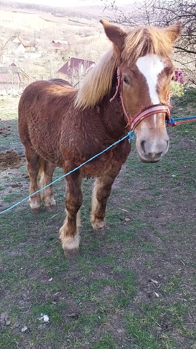 Vând urgent  manz 8 luni