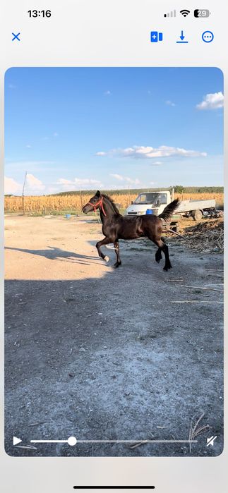 Frizian 8 luni de vanzare