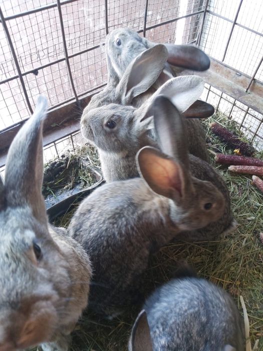 iepuri urias german belgian