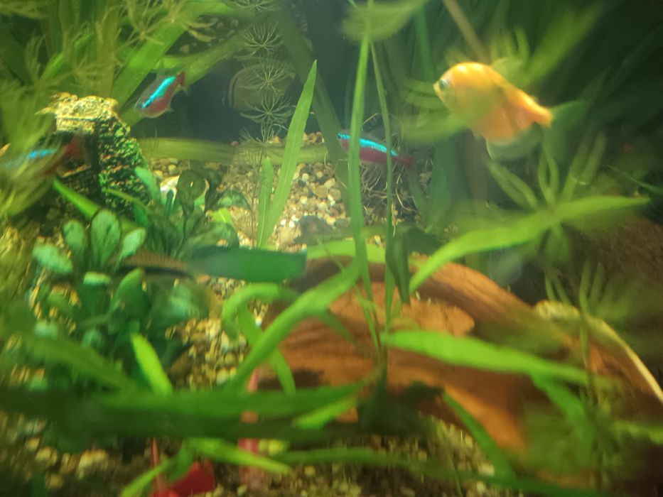 Продам меченосцев