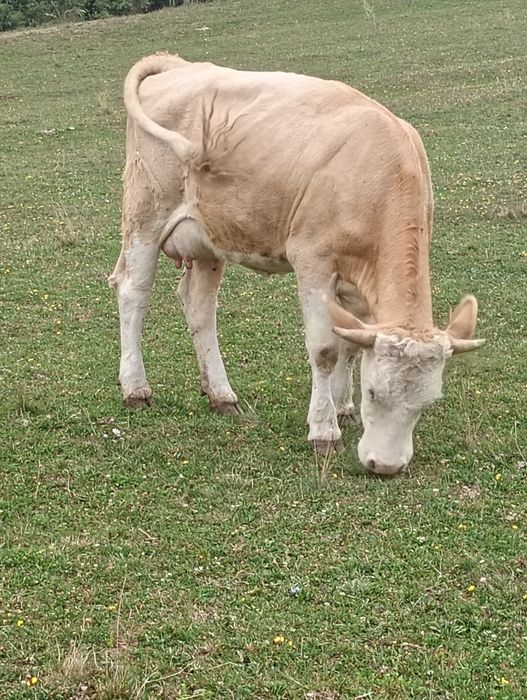 Vind vaca  de 6 ani și juninca de 3 ani fatata recent