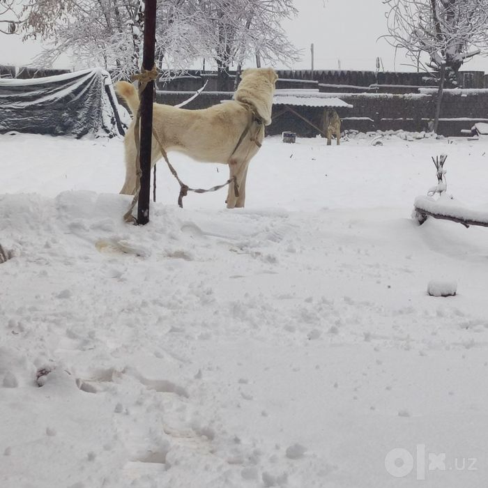 alabay sotiladi zoti toza