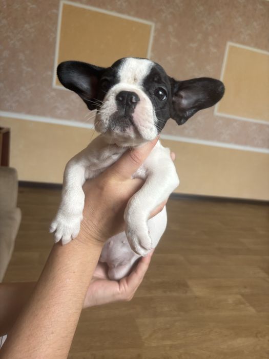 Шенки французкого бульдога
