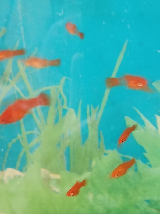 Меченосцев продам.