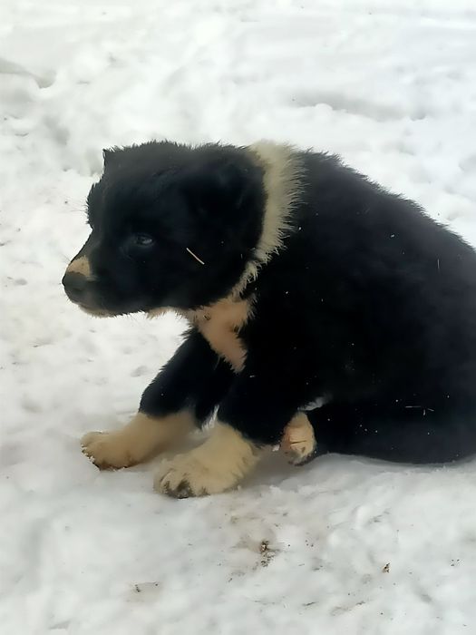 Төбет күшіктер сатылады