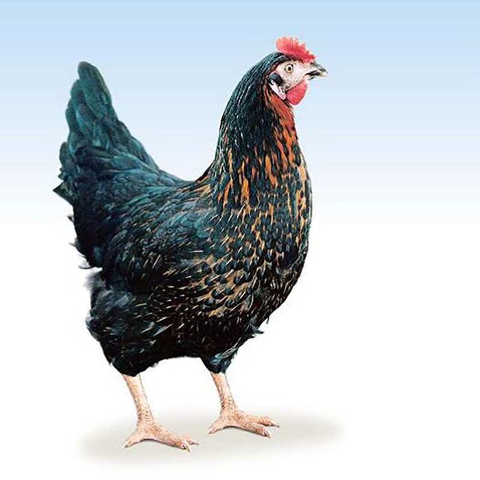 Яйцо инкубационное всех птиц