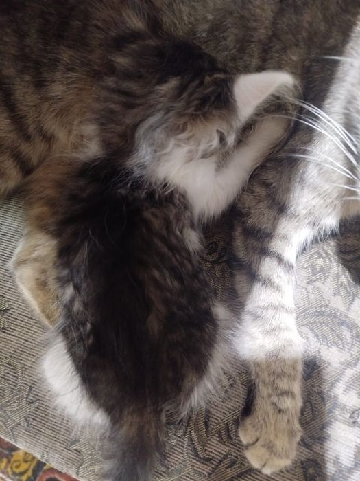 Отдам котят в хорошие руки