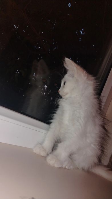 Отдам даром котёнка