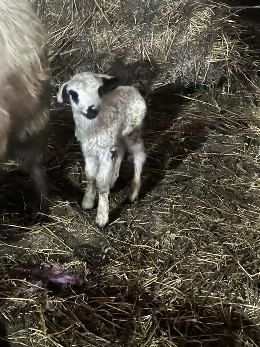 Miei de 2 de vanzare