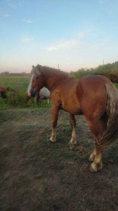 Продам лошадь Айғыр