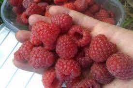 Малина Делнива Полша ремонтант нави.Делнива польский ремонтантный сорт