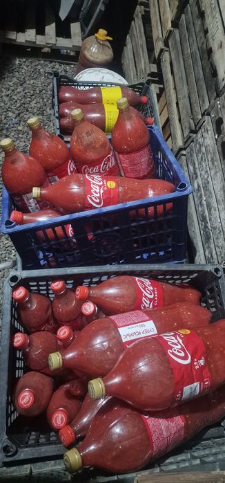 Продам домашнюю кобру.