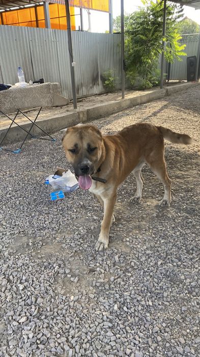 Вязка казахский Тобет