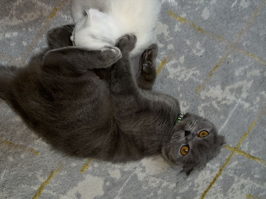 Mushukcha sotiladi  100$