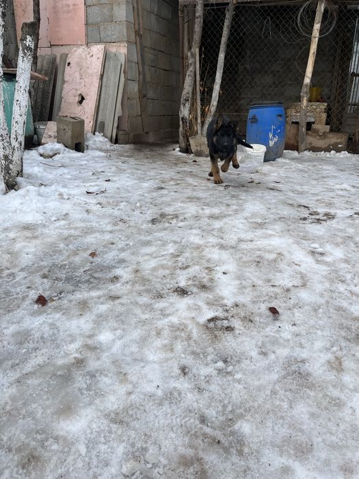 Немецкая овчарка