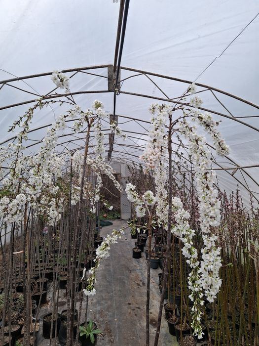 Плачеща японска вишна snow fountain