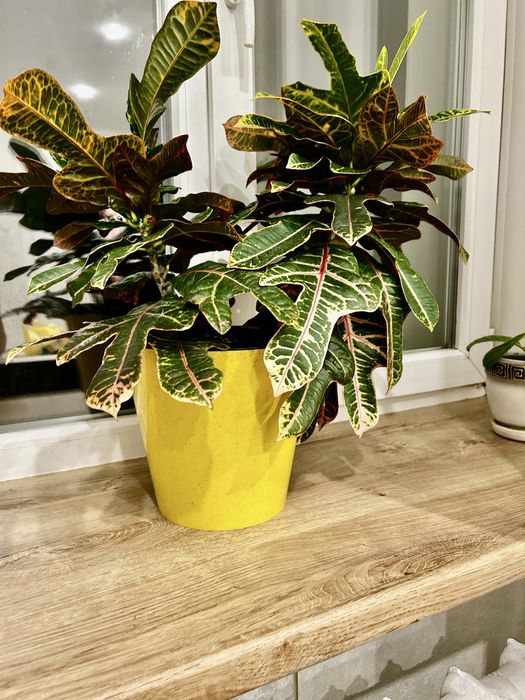 Продам кротон в желтом красивом кашпо