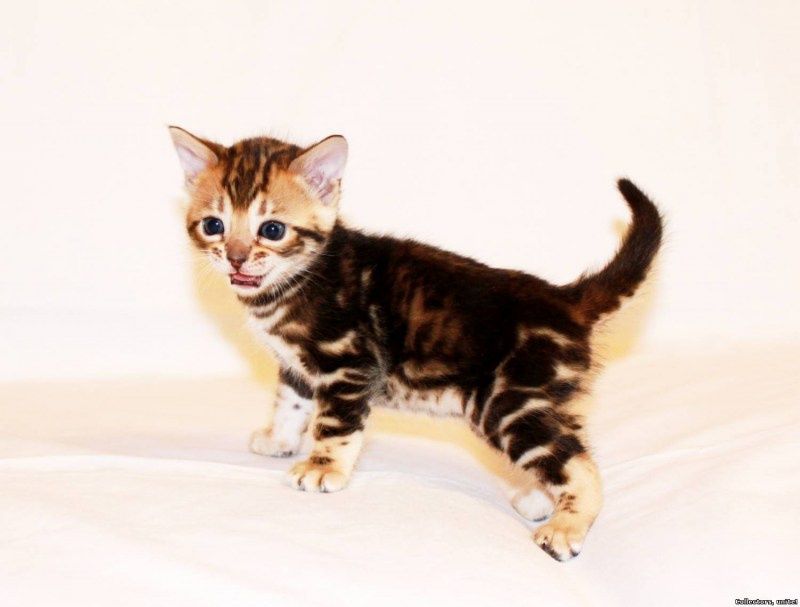 Ласковые бенгалочки продаются