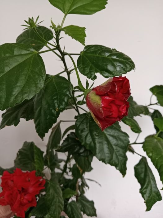 Продам цветы. Гибискус