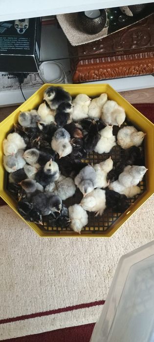 Vând incubator 72 de oua întoarcer automata