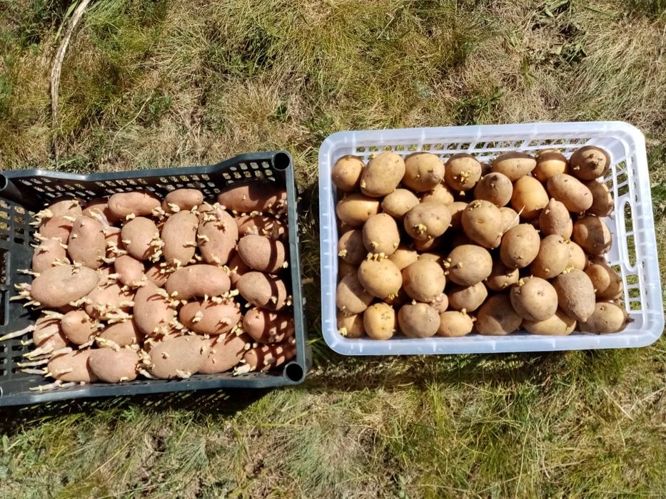 Продам картофель семенной