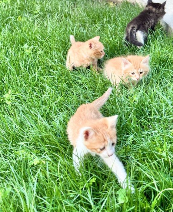 Маленькие котята 3 самцы и 1 самка