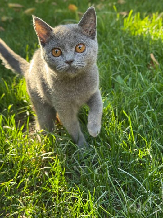 Продаётся котята скоттиш страйт