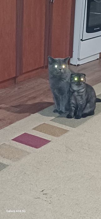Продам котенка девочка