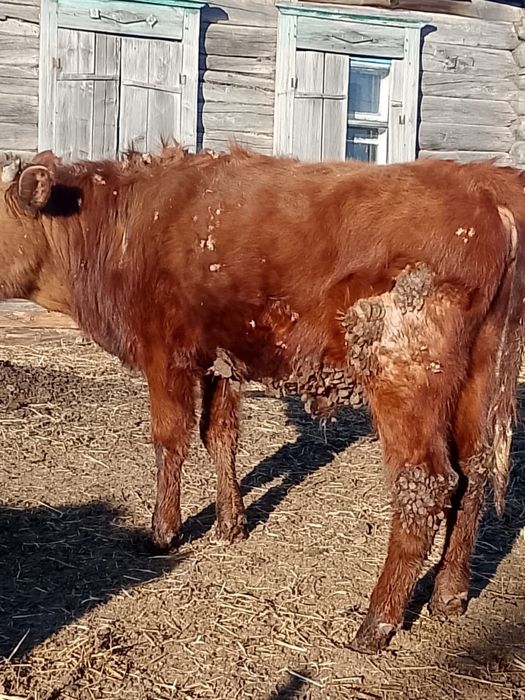 Бука сатылады.  .