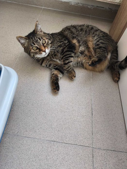 Търси се дом за домашна котка