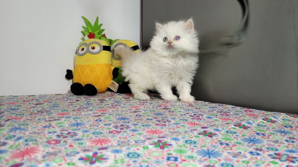 British Longhair red point  femela.