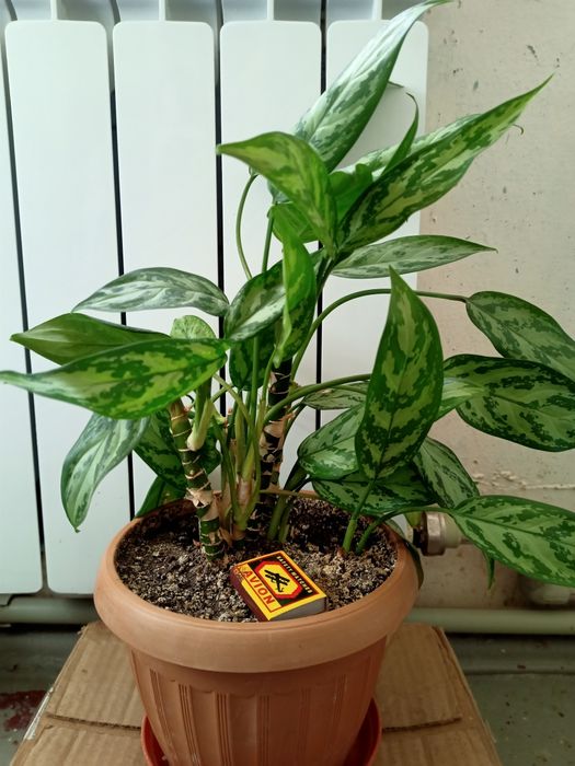 Домашние цветы на выбор