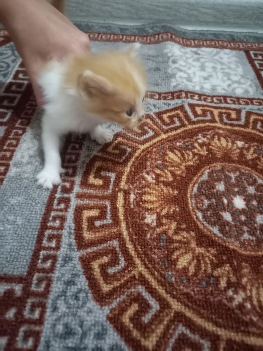 Бесплатно котята
