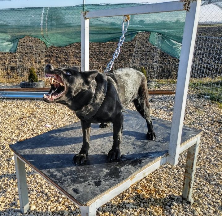 Scoala de Dresaj si Pensiunea Canina  K9Protection