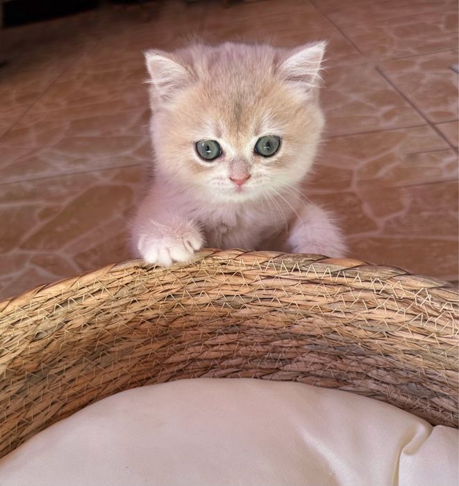 Băiețel British Shorthair Blue Golden cu pedigree
