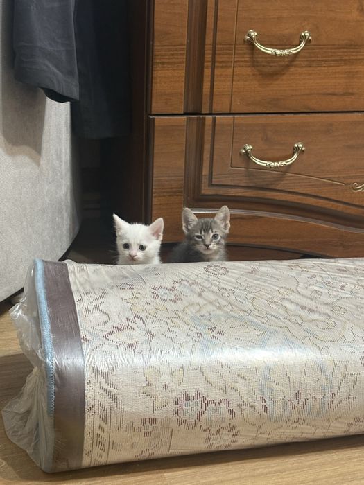 Отдам котенка 2,5 месяца