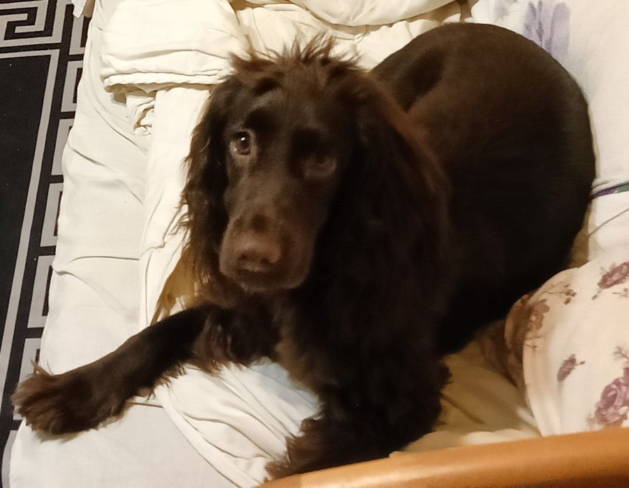 Щенок Русский Охотничий Спаниель