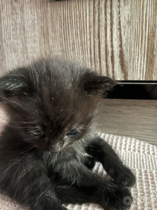 Продается котенок породыстий.