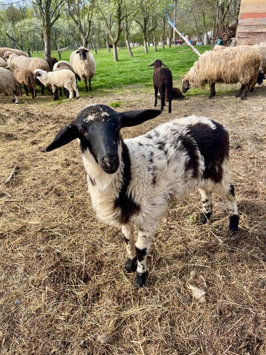 Oi, miei, capre și iezi de vânzare