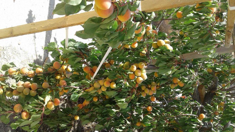 Участок и здание