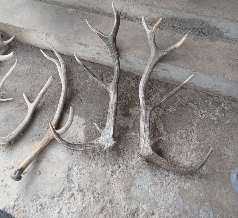 Coarne de cerb preț ne