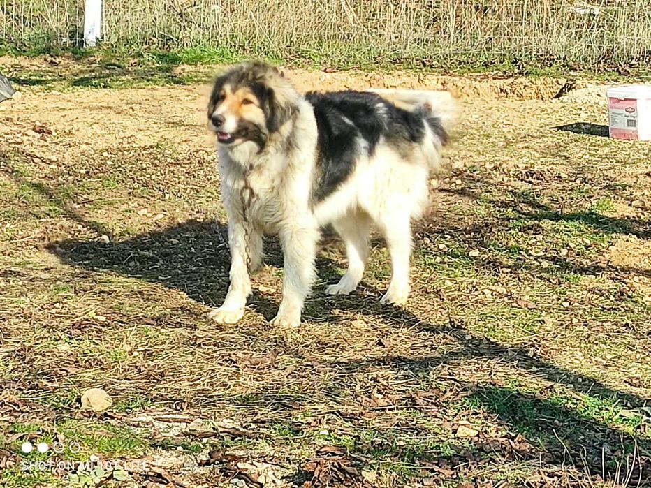 Каракачанско куче