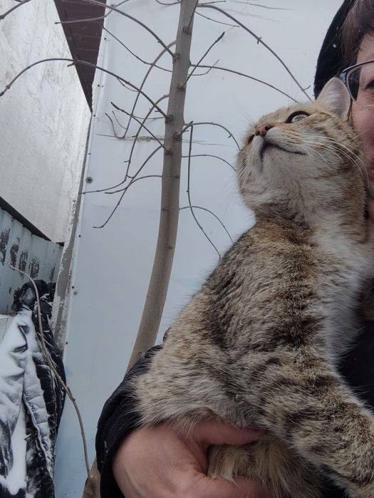 Кошечка в добрые руки